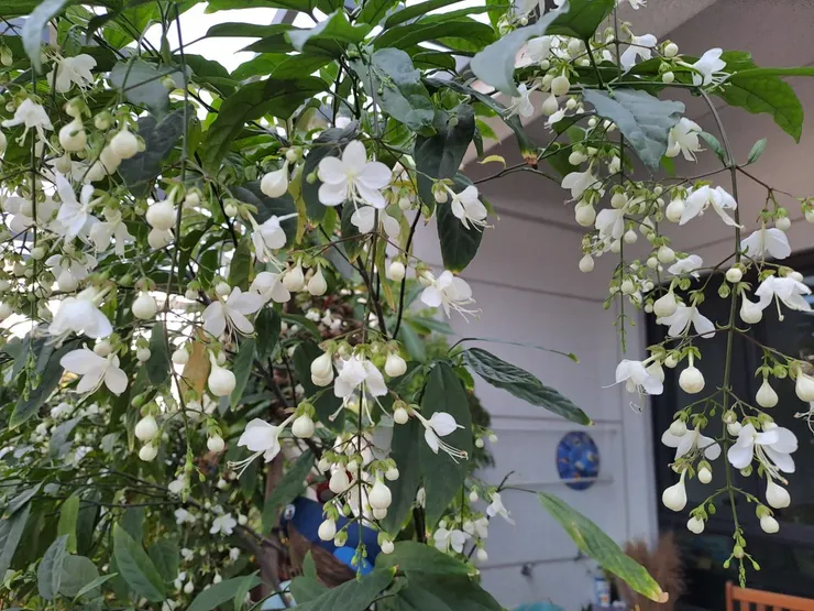 今年的垂枝茉莉依然盛開