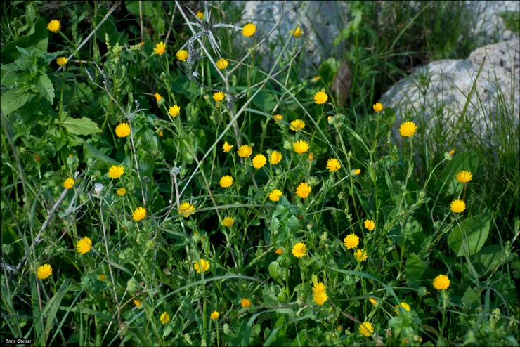 Calendula arvensis 意味著「長在田邊地頭的野金盞花」,又俗稱為「田野萬壽菊」
