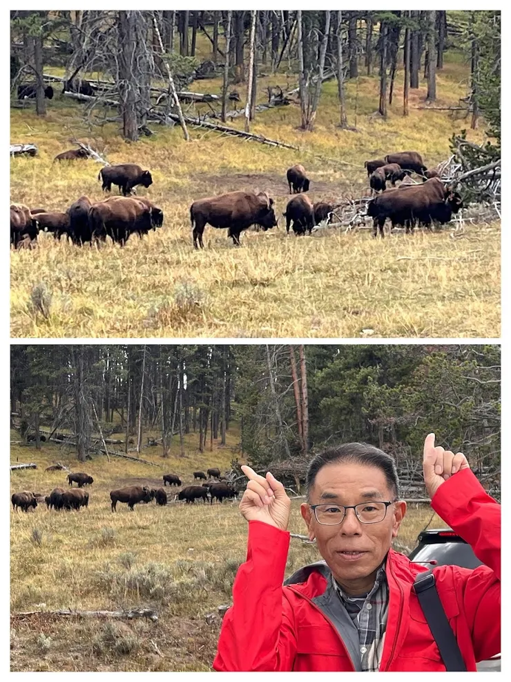 美洲野牛要回家了