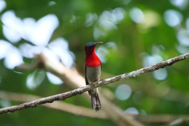 黃腰太陽鳥 Crimson sunbird