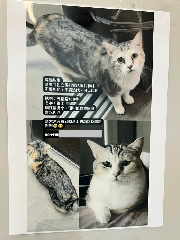 希望這好命的貓,順利回到主人身邊。