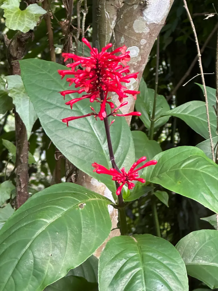 這也不知道是什麼花，好特別