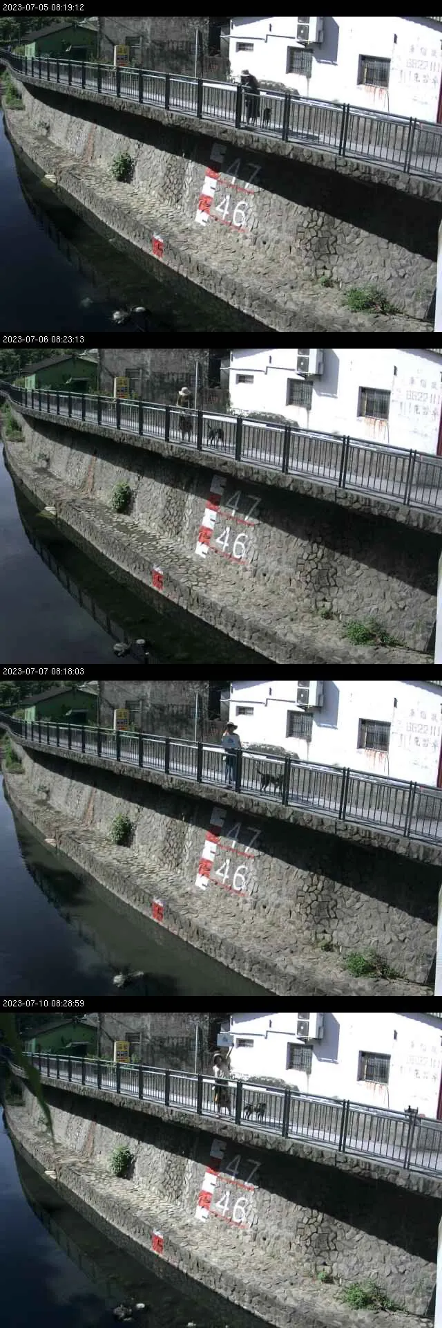 和汪汪幾日都來瑞峰橋監視水位的鏡頭下打卡