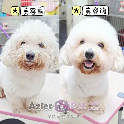 【🐩美容造型】比熊-飛飛
