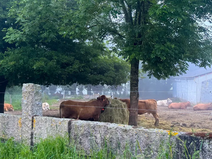 長長的小徑走著走著只要聞到牛屎味就代表小鎮到了！