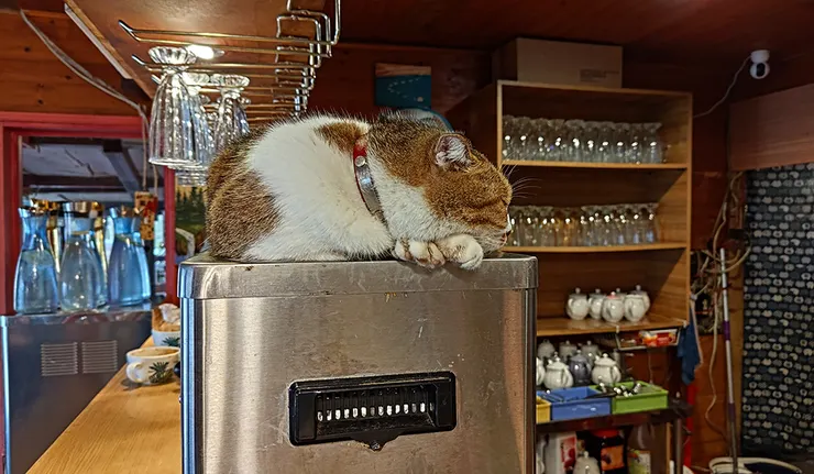 森麟水岸有不少自由行動的貓