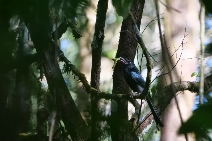 得到一條肥美的蟲