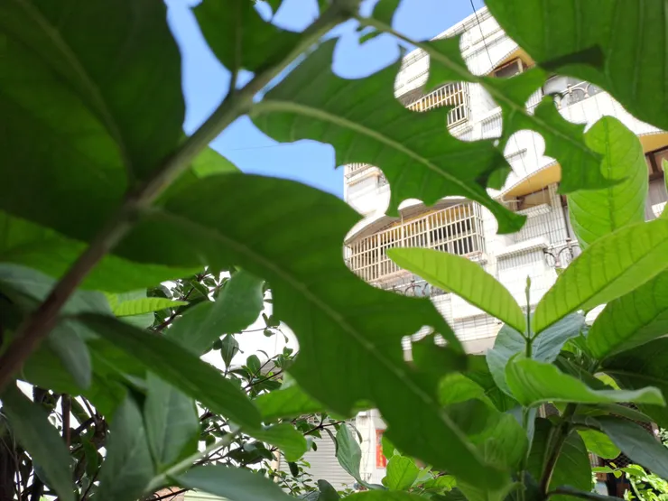 切葉蜂會很固執的切同一棵樹