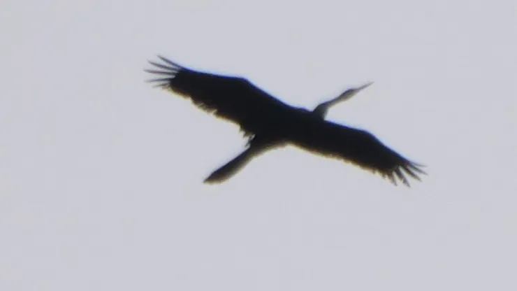 黑腹蛇鵜 Oriental Darter 