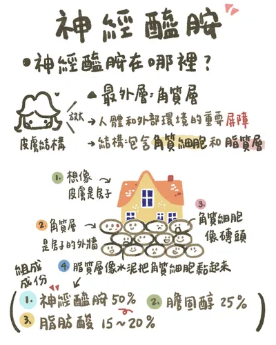 【皮膚的堡壘-神經醯胺】