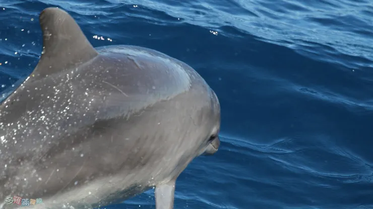 多羅滿賞鯨_文化幣