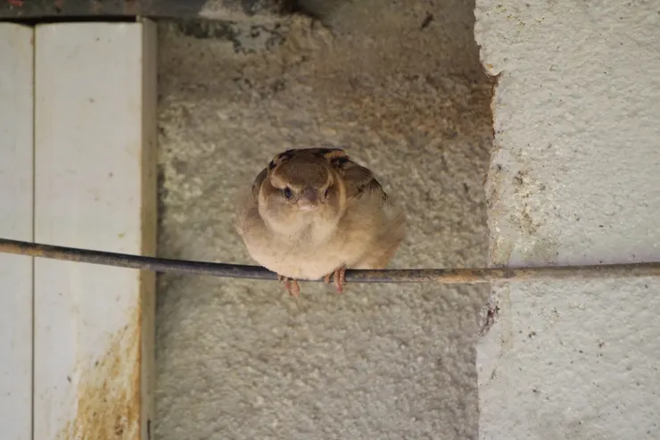 胖的像老鼠的House Sparrow 家麻雀
