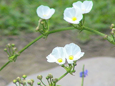 src