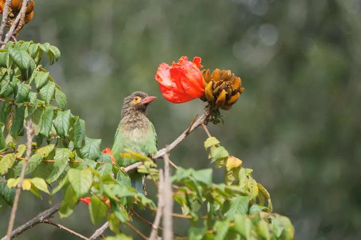 Brown headed Barbet