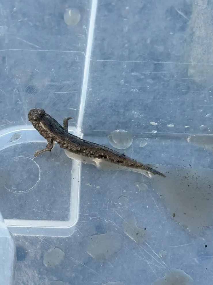 2025/11/15 彈塗魚