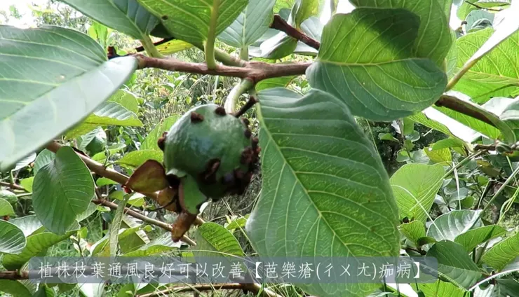 修枝條，通風、採光好可以改善病害