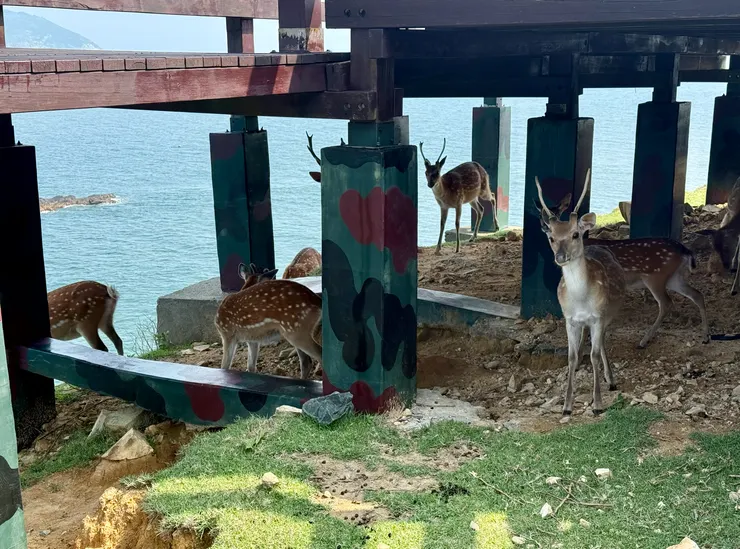 在觀景台下乘涼的梅花鹿們