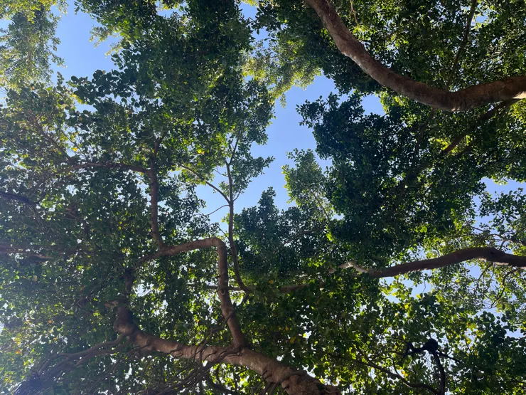 我喜歡樹影婆娑，很平和，很有生命力