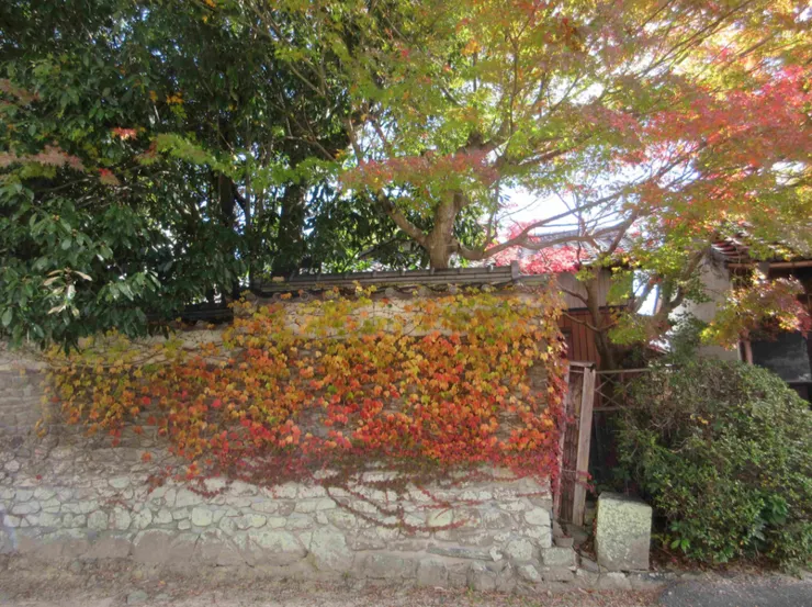 東林院外著名的楓葉牆，從招待所窗戶即可看出去。