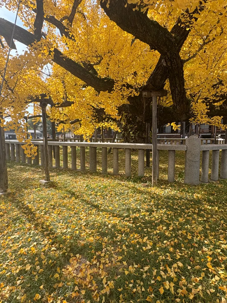 西本願寺百年銀杏