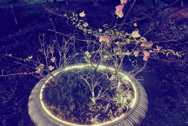 路上的盆花，野草生的根