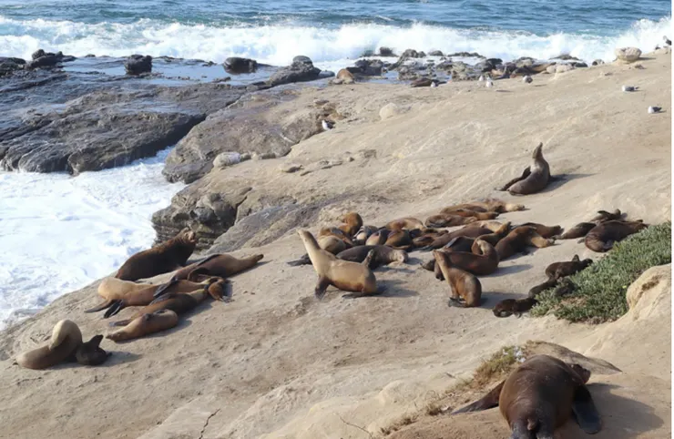 在 La Jolla Cove 可以近距離看到海豹、海獅懶懶的曬著太陽。
