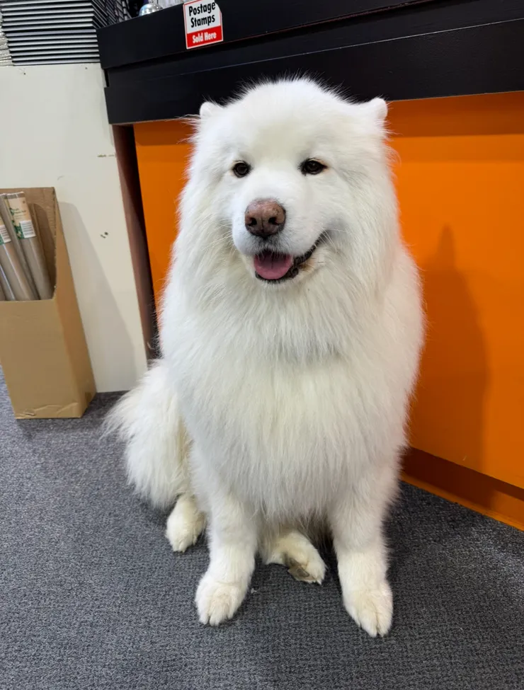 去取貨,好蓬的狗勾,憨萌憨萌好古錐