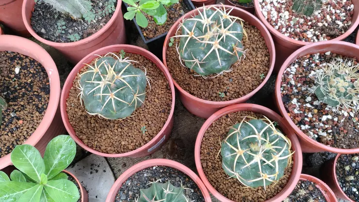 2020年8月4日拍攝