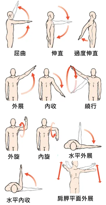 肩關節活動示意圖