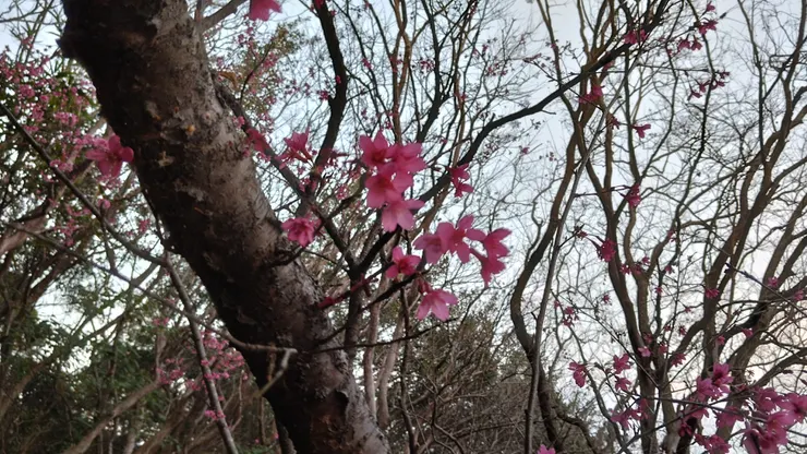 櫻花照