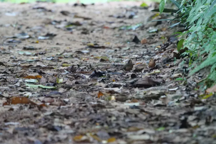 有絕好的保護色，靠在路邊不動的話真的看不到