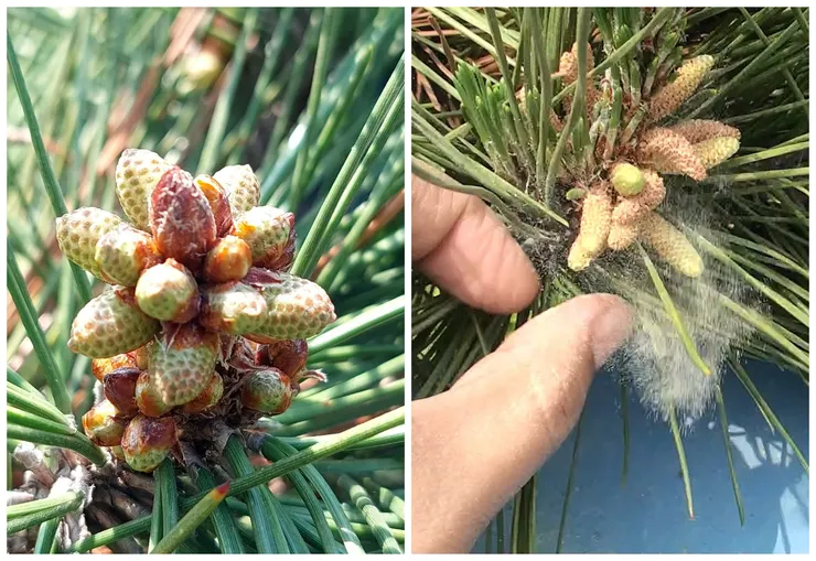 左為未成熟的雄毬花，右為成熟的雄毬花，已開始釋放花粉。