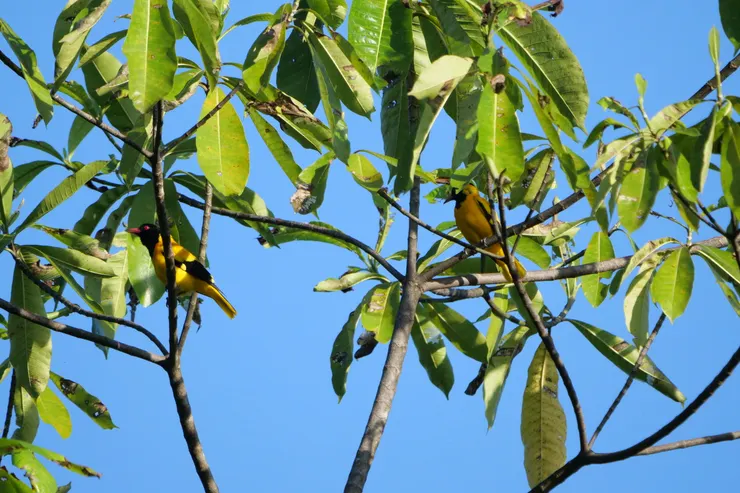 Black-hooded Oriole