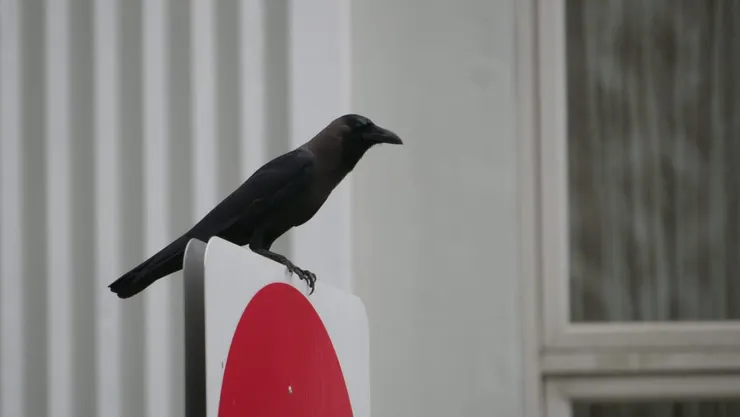 第一幅拍到的鳥照