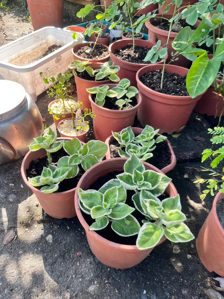 扦插的左手香和福祿桐，後面還有我之前找到的雨豆樹，都長大了。