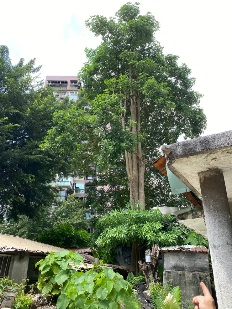 右側水泥門廊為防空洞入口