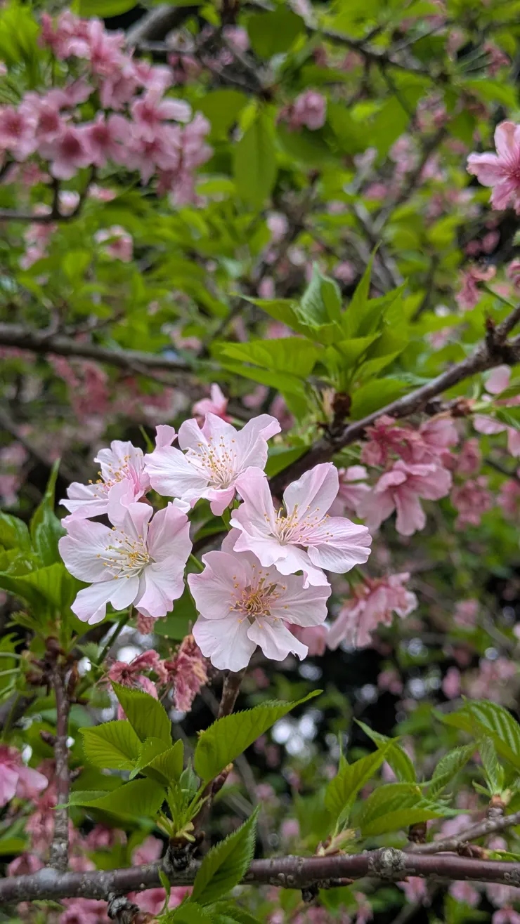 大漁櫻/中正紀念堂