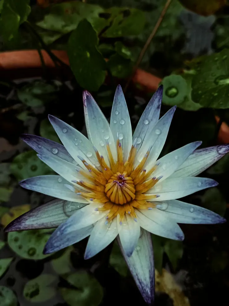 拍攝於麻吉的幸福農園