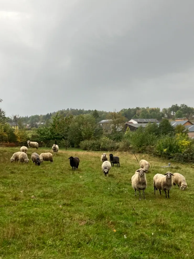 好像笑笑羊，後面是鄰居家