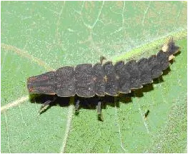 螢火蟲的幼蟲-此照片為網路抓取，抱歉時間有點久，已忘了出處