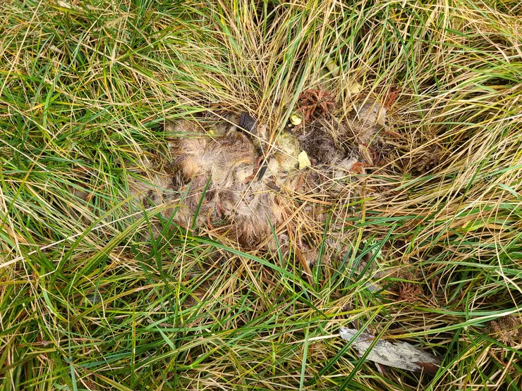 環湖一圈看到山羊屍體