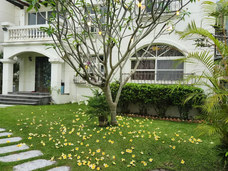 院子裡的雞蛋花灑滿一地超美