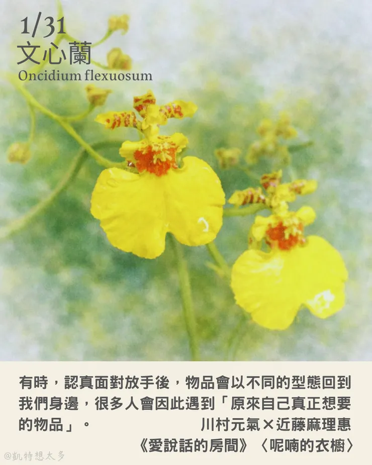 《一日一花・一句》｜1 月 31 日｜文心蘭 ×《愛說話的房間》〈呢喃的衣櫥〉