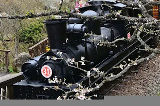 染井吉野櫻與火車共演