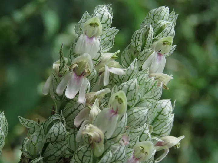 白苞爵床(Justicia betonica) 