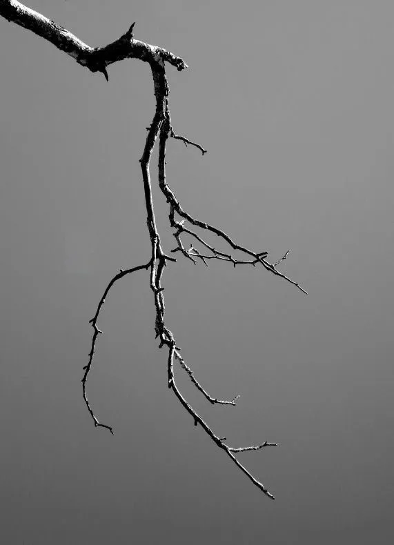 圖片來自Pinterest