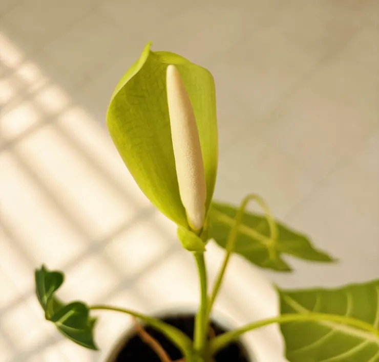 絨葉觀音蓮的花似海芋、味道清香