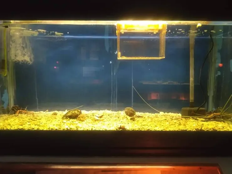 同一缸裡面，左右兩邊