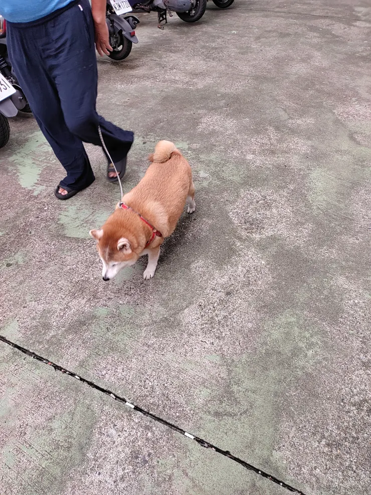 可愛的柴犬