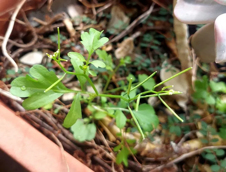 細葉碎米薺，全株嬌小，最明顯的特徵是那如細針般的長角果。